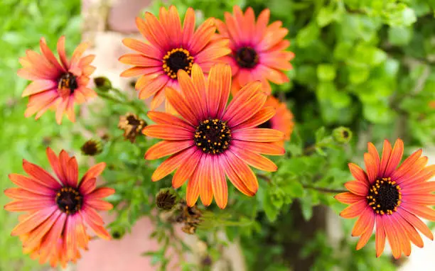 Orange flowers in the garden