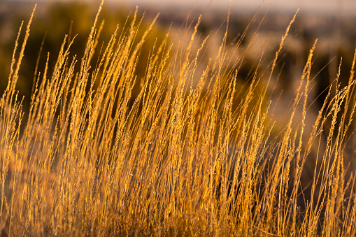 Close up shot of wheat like plant in the Australian desert