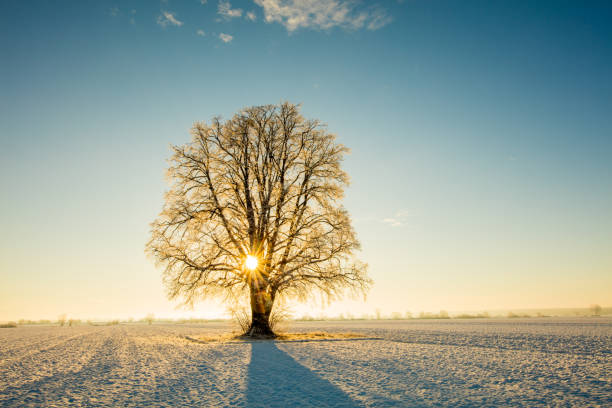 istock Tree in field in winter at sunset 1028180686
