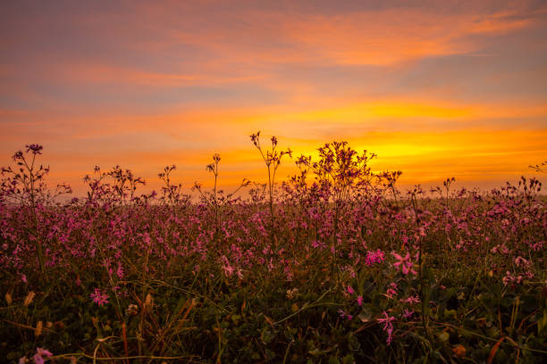 Beautiful natural scenery with pink flower field under orange-colored sky at sunset