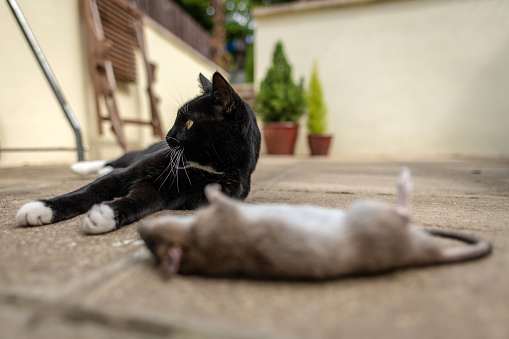 Cat Looks Away After A Killing A Mouse Stock Photo Download Image Now cat-looks-away-after-a-killing-a-mouse-stock-photo-download-image-now