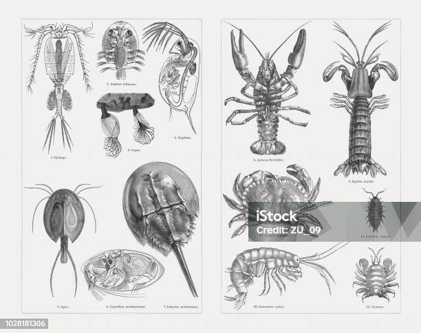 Crustaceans Wood Engravings Published In 1897 Stock Illustration - Download Image Now