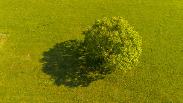 Silhouette of a tree in a large park near sunset.  Picnic table is visible under tree.  Baseball game is being played in the distance.