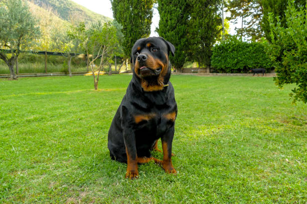 istock Amazing rottweiler playing outside 1028181412