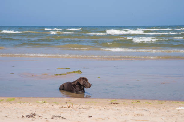 Labrador looks at the sea and waves