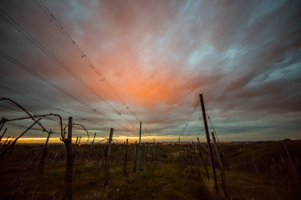 Scenic landscape of a vineyard under moody sky at sunset, Jeruzalem, Prlekija, Slovenske Gorice, Styria, Slovenia