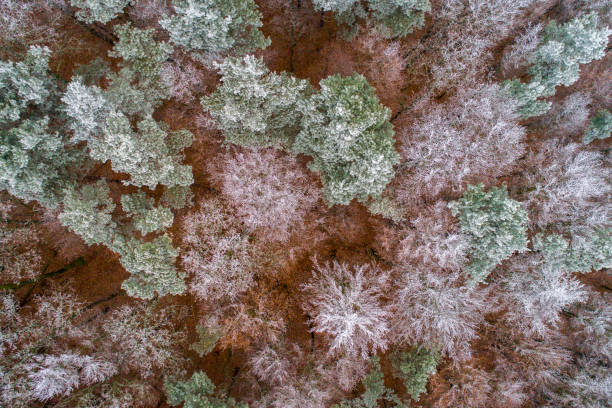 istock Aerial view of forest in winter 1028184096