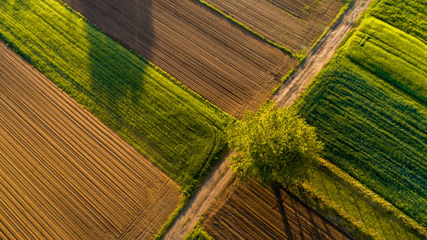 istock Aerial view of tree and fields 1028184588