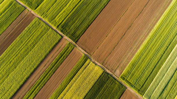 aerial view of fields - fotos de wheat imagens e fotografias de stock