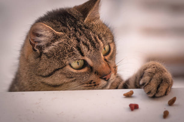 istock Cat and food 1028188124