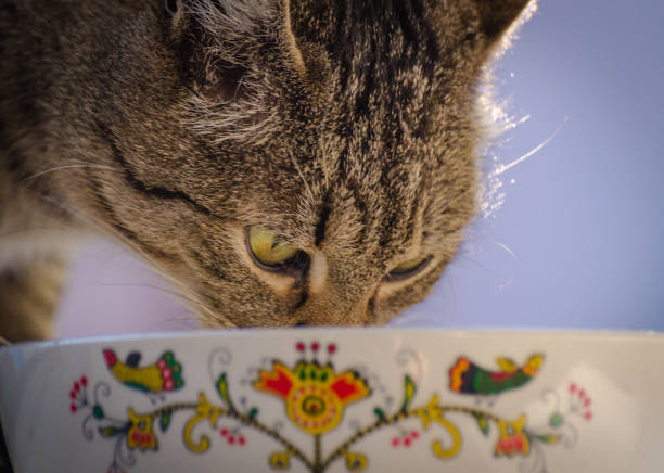 istock Cat and food 1028188140