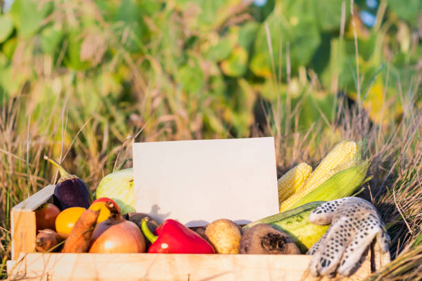 istock Packaging box full of natural organic vegetables. 1028188608