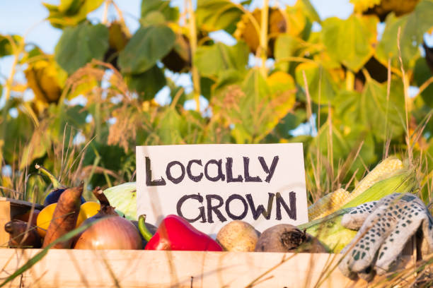 istock Packaging box full of natural organic vegetables. 1028188826