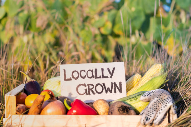 istock Packaging box full of natural organic vegetables. 1028188830