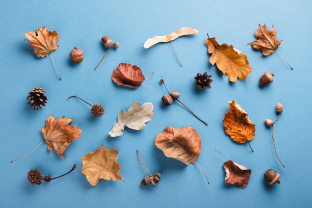 istock Dry leaves on blue background. 1028191252