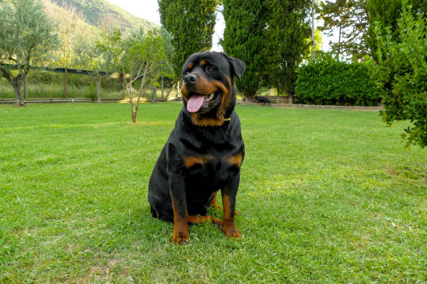 istock Amazing rottweiler in the garden 1028194140
