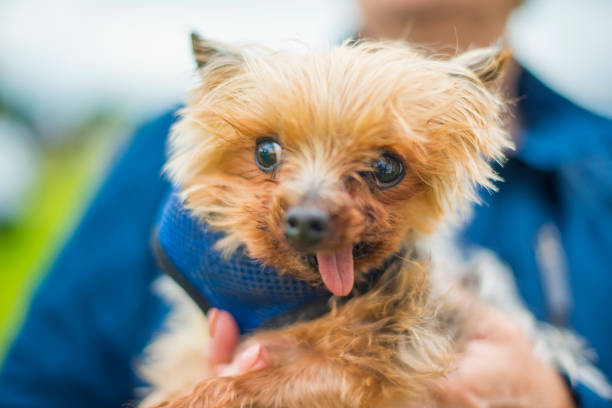 Ugly miniature Yorkshire dog looking to camera stock photo