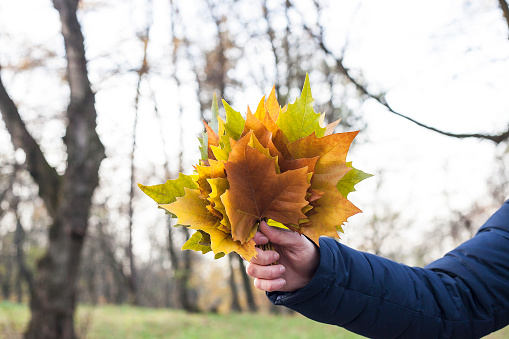 Multicolored autumn maple leaves in mans hand. Fall leafy bouquet, october sunny light day