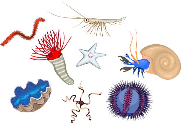 Set of different marine invertebrates animals on white background Set of different marine invertebrates animals on white background sea urchin stock illustrations