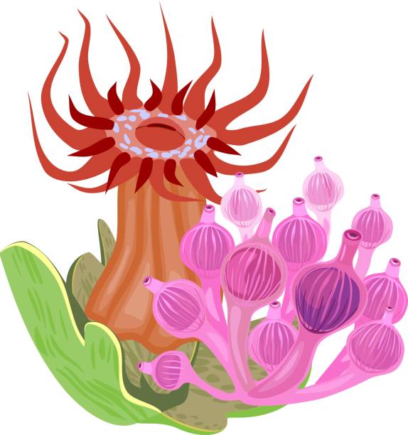 Red Beadlet anemone and pink Bubble-tip anemone on white background Red Beadlet anemone and pink Bubble-tip anemone on white background entacmaea quadricolor stock illustrations