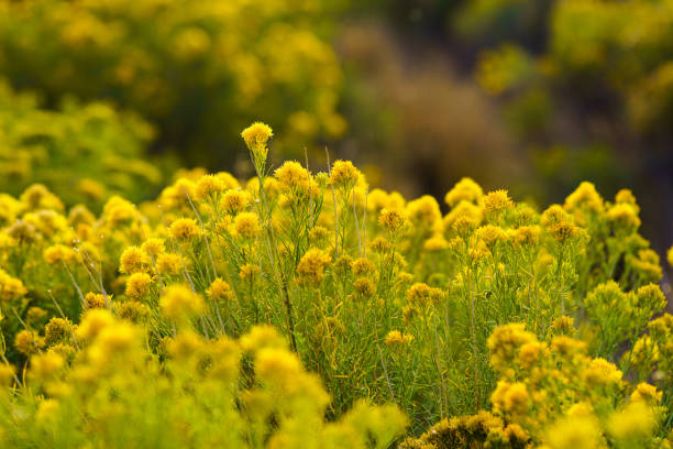 Rabbitbrush Scenic Nature Outdoors - Yellow flowering rabbitbrush during autumn.