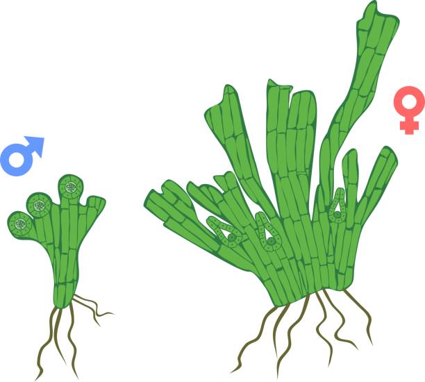 Dioecious (female and male) gametophytes of Equisetum arvense (horsetail) Dioecious (female and male) gametophytes of Equisetum arvense (horsetail) dioecious stock illustrations