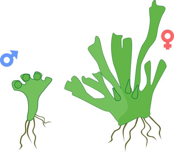 Dioecious (female and male) gametophytes of Equisetum arvense (horsetail) Dioecious (female and male) gametophytes of Equisetum arvense (horsetail) dioecious stock illustrations