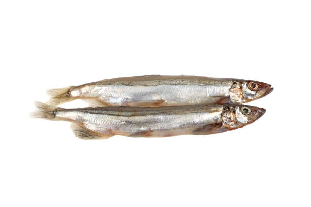 istock sea fish capelin isolated on white background 1028208320