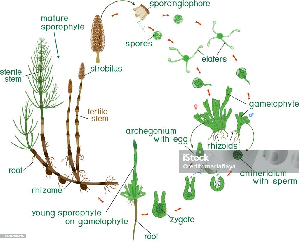 Equisetum life cycle. Diagram of life cycle of horsetail (Equisetum Arvense) with dioecious gametophyte and titles Antheridia stock vector