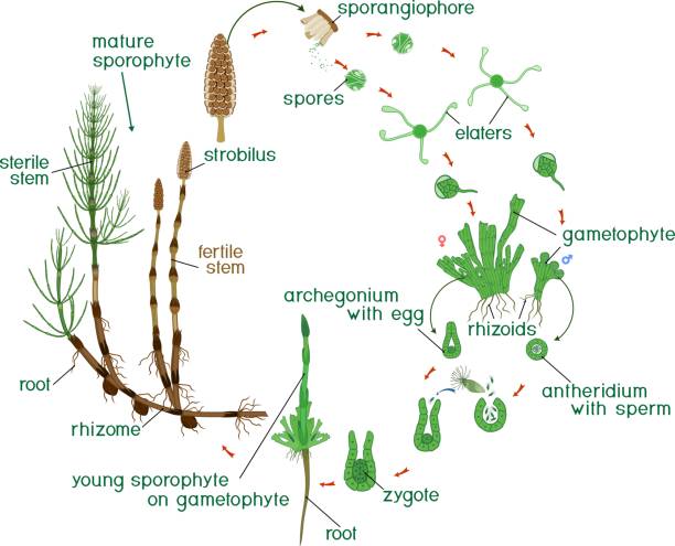 Equisetum life cycle. Diagram of life cycle of horsetail (Equisetum Arvense) with dioecious gametophyte and titles Equisetum life cycle. Diagram of life cycle of horsetail (Equisetum Arvense) with dioecious gametophyte and titles dioecious stock illustrations