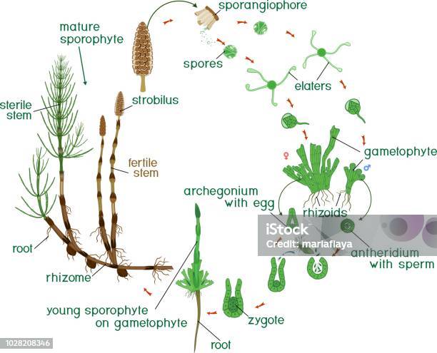 Equisetum Life Cycle Diagram Of Life Cycle Of Horsetail With Dioecious Gametophyte And Titles Stock Illustration - Download Image Now