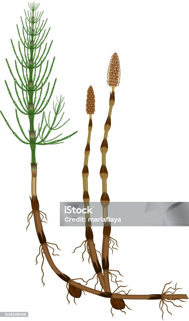 Equisetum arvense (horsetail) sporophyte with fertile and sterile stems, tuber and rhizome Alternative Medicine stock vector