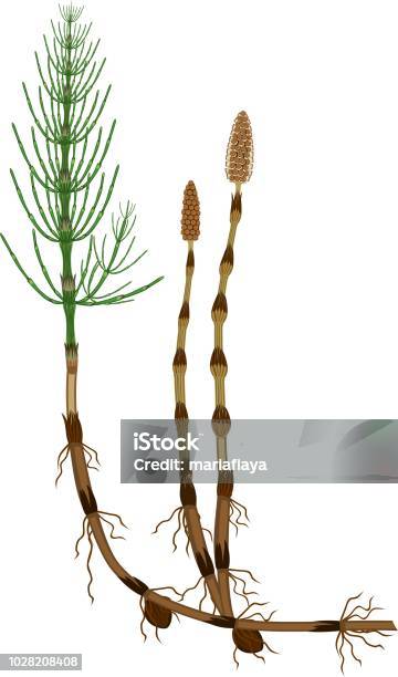 Equisetum Arvense Sporophyte With Fertile And Sterile Stems Tuber And Rhizome Stock Illustration - Download Image Now
