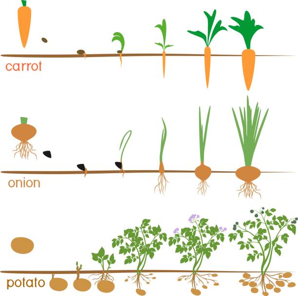 drei zyklen der entwicklung der landwirtschaftlichen pflanzen isoliert auf weißem hintergrund - kartoffel wurzelgemüse stock-grafiken, -clipart, -cartoons und -symbole