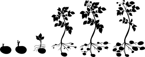 Potato plant growth cycle with silhouettes of plants Potato plant growth cycle with silhouettes of plants plant root growth cultivated stock illustrations