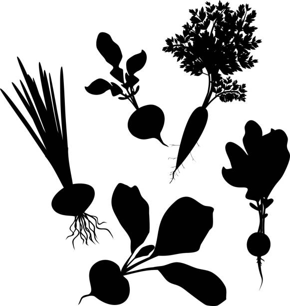ilustrações de stock, clip art, desenhos animados e ícones de set of silhouettes of different root vegetables with leaves on white background - radish white background vegetable leaf