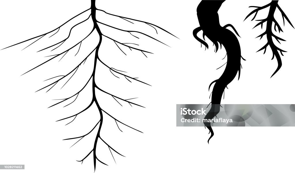 Vector Root System Different Types Of Root System Stock Illustration - Download Image Now ...