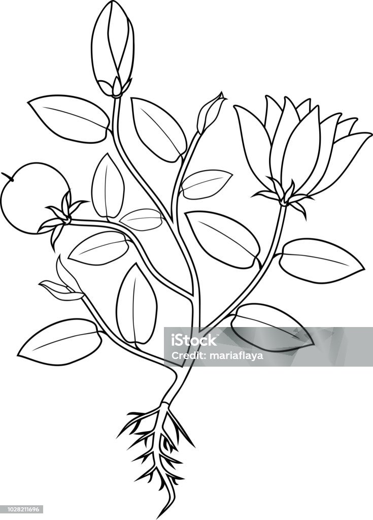 Ilustración de Página Para Colorear Planta Con Flores Hojas Fruto Y Raíz  Sistema y más Vectores Libres de Derechos de Blanco - Color - iStock