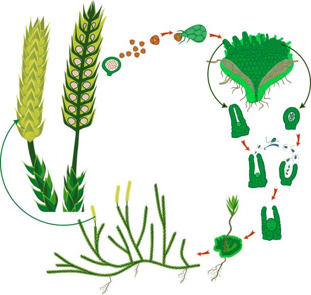 Clubmoss life cycle. Diagram of life cycle of Lycopodium (Running clubmoss or Lycopodium clavatum) Clubmoss life cycle. Diagram of life cycle of Lycopodium (Running clubmoss or Lycopodium clavatum) lycopodiaceae stock illustrations