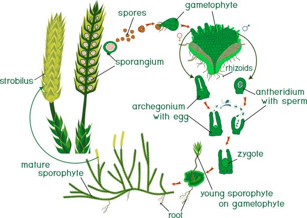 Clubmoss life cycle. Diagram of life cycle of Lycopodium (Running clubmoss or Lycopodium clavatum) with titles Clubmoss life cycle. Diagram of life cycle of Lycopodium (Running clubmoss or Lycopodium clavatum) with titles lycopodiaceae stock illustrations