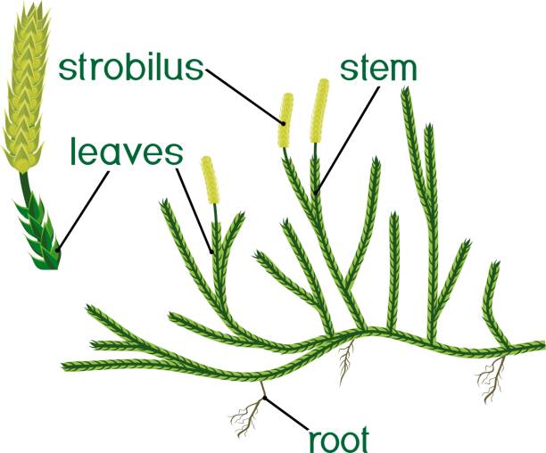 Parts of plant. Structure of Clubmoss or Lycopodium (Running clubmoss or Lycopodium clavatum) sporophyte with titles Parts of plant. Structure of Clubmoss or Lycopodium (Running clubmoss or Lycopodium clavatum) sporophyte with titles lycopodiaceae stock illustrations