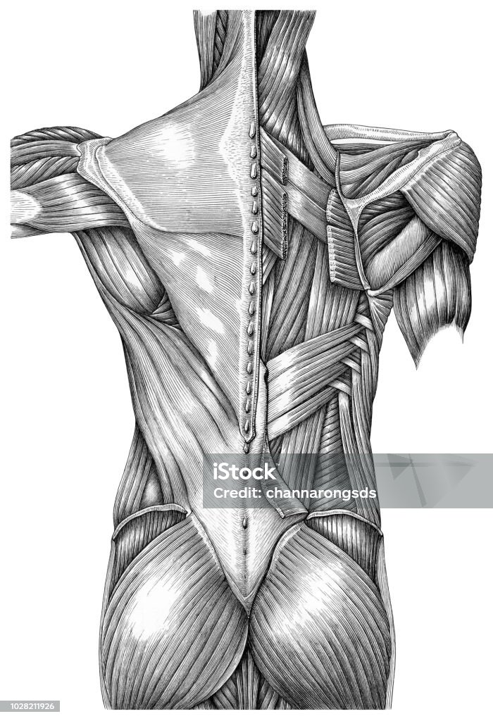 Anatomy of superficial muscles back vintage illustration black and white isolated on white background Anatomy stock illustration