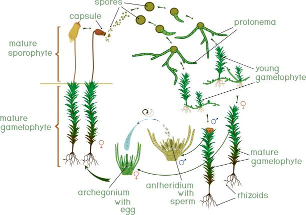 Moss life cycle. Diagram of life cycle of Common haircap moss (Polytrichum commune) with titles Moss life cycle. Diagram of life cycle of Common haircap moss (Polytrichum commune) with titles moss stock illustrations