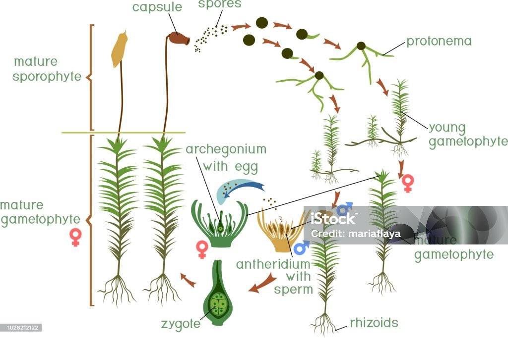 Moss Life Cycle Diagram Of Life Cycle Of Common Haircap Moss ...