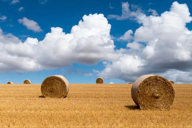 Strawbales composition on an agricultural grain field in the Morvan, France.