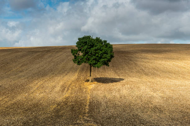 istock Lonely Tree with Shadow France 1028212698