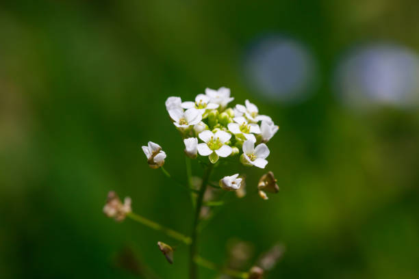 Wild white flowers on blured green field background
