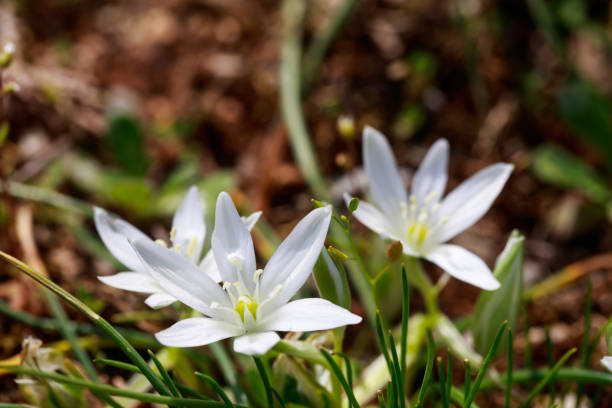 istock Wild white flower on field closeup 1028212872