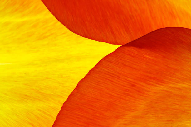 Tulip petals macro closeup, abstract background
