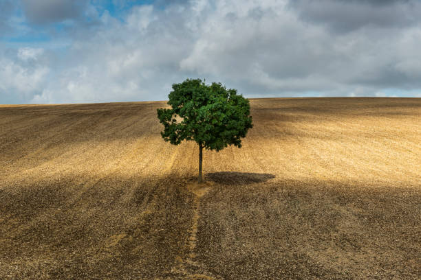 istock Lonely Tree Auxerre France 1028215380